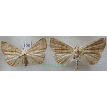 Herminia tarsicrinalis (Knoch, 1782) pair Szczękalica nogobrzeżka Czech18g
